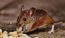 24 Hour & Emergency Exterminators in The Lakes, NV